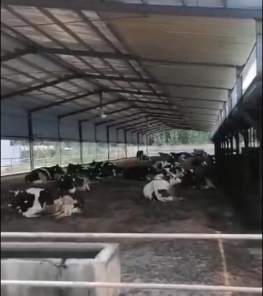 畜牧養(yǎng)殖大風扇視頻